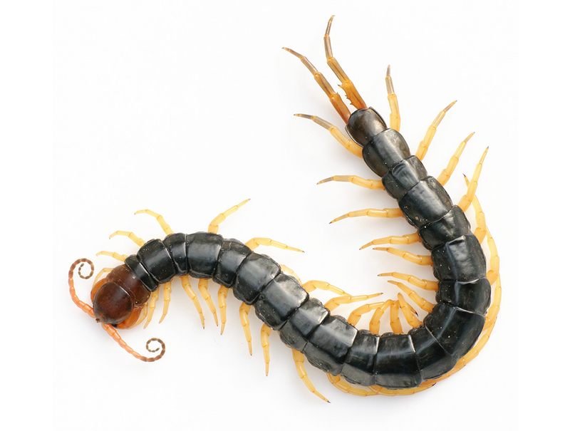 Ejemplar de ciempiés de cabeza roja (Scolopendra subspinipes mutilans). Foto: Wikipedia